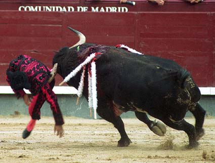 Els braus i la seva injusticia.